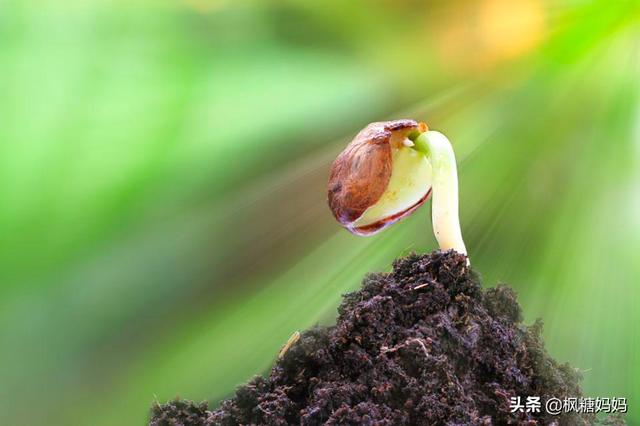 春季是长个子关键，给宝宝吃这些“芽”，孩子长得快、消化好！