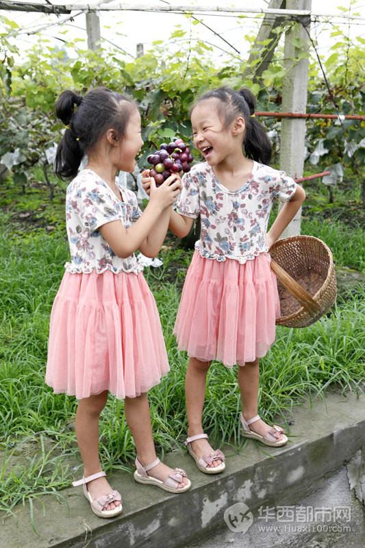 爸爸带你去古藤堡摘葡萄