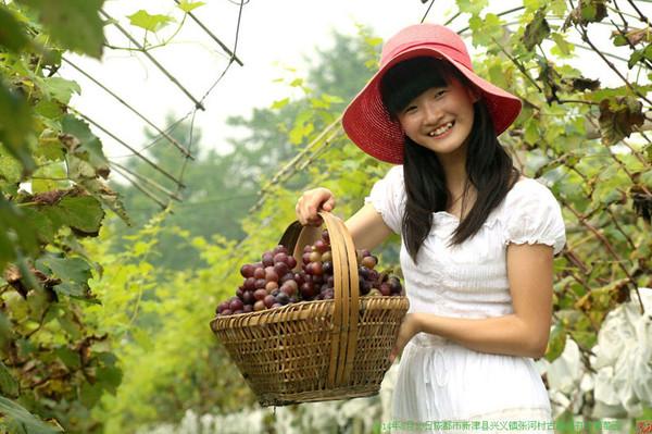 爸爸带你去古藤堡摘葡萄