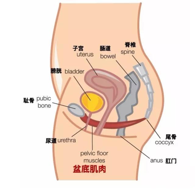 摆脱产后漏尿的尴尬，你只需学会这个“小动作”