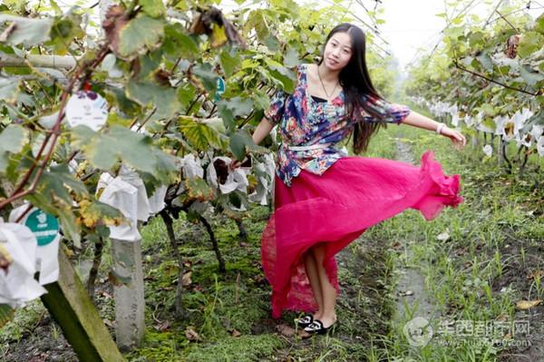 爸爸带你去古藤堡摘葡萄