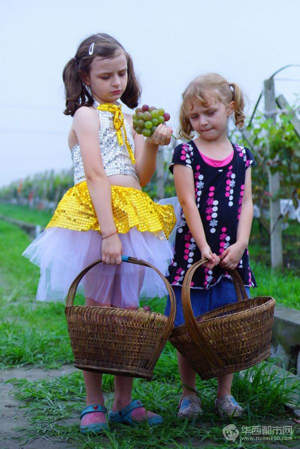 爸爸带你去古藤堡摘葡萄