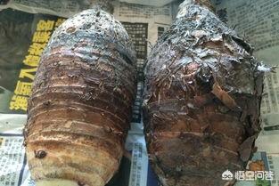 二岁的孩子可不可以吃芋头？