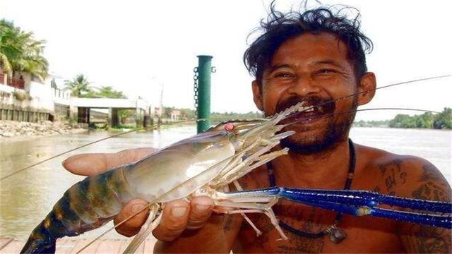 湄公河大虾泛滥,一只就1斤重!击败湄公河"巨霸虾"就靠你了!