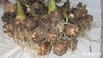 二岁的孩子可不可以吃芋头？