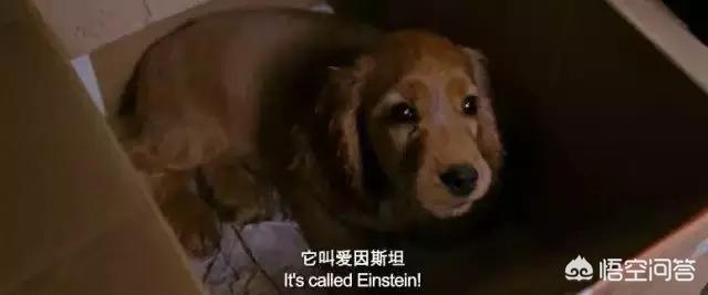 《狗十三》李玩长大后，会怎样教育自己的孩子？