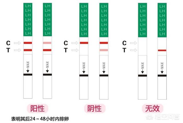 月经过后什么时间怀孕几率高？