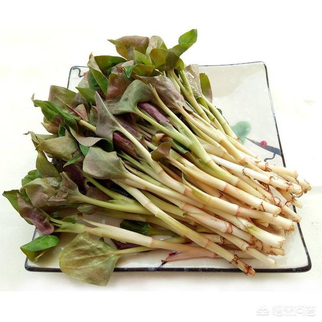 孕妇可以吃鱼腥草吗？