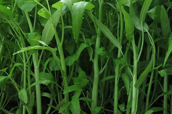 初春时,要想孩子长高,要多吃一点它,比鸡蛋牛奶营养价值还高