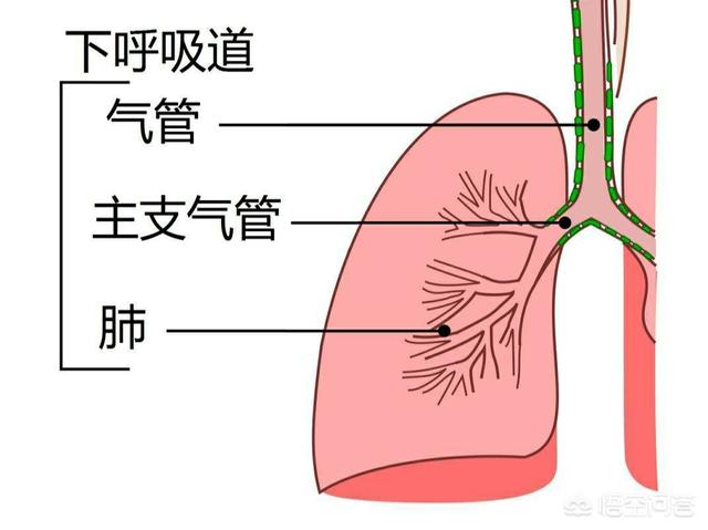 小孩咳嗽老不好怎么办？