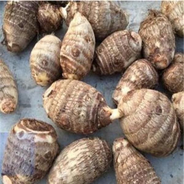 宝宝感冒咳嗽、积食，用它煮碗汤，止咳清热、化痰消积！