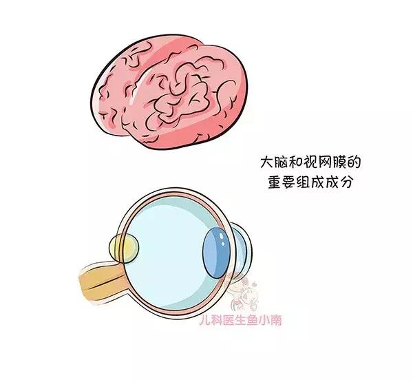 DHA，贯穿一生的营养素到底要不要补？什么时候补？怎么补？