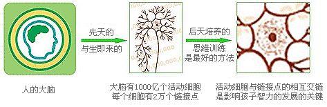 【孩子思维力训练】拉开孩子间差距的关键是大脑思维力的好坏！