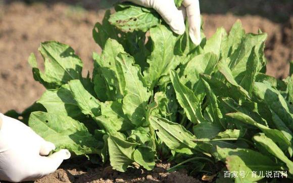这种菜1块钱一大把，被誉为“钙中钙”！多给孩子吃，个头猛涨