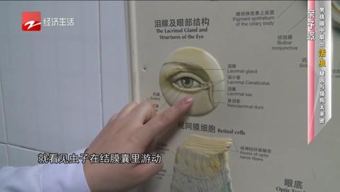 2岁男孩眼睛红痒，还有“活虫”游动，疑因与猫狗亲密接触有关！