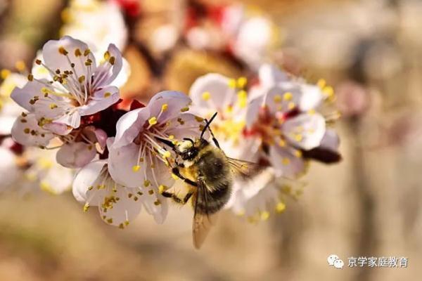 羡慕别人家的孩子优秀？人家父母有多努力，你知道吗