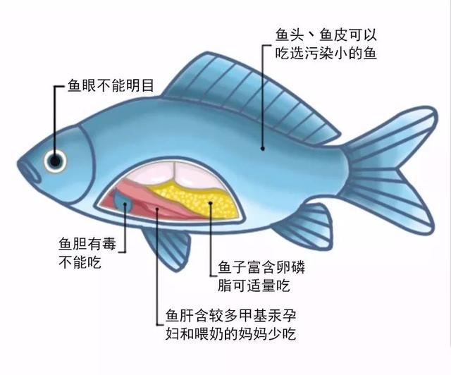 鱼身上这个部位有剧毒，一口也别给宝宝吃