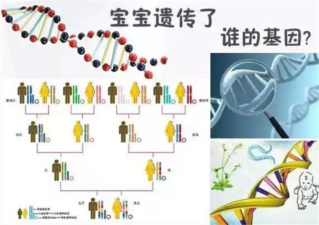 夫妻谁的基因决定了孩子的智商和相貌？太准了