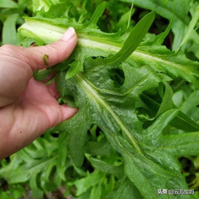 妈妈太忙，没空给宝宝弄辅食？看这款，省时又营养