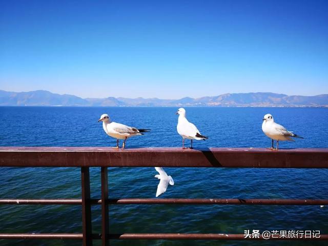 广州到云南,2200元六天自由行抚仙湖详细攻略,包含交通吃饭住宿