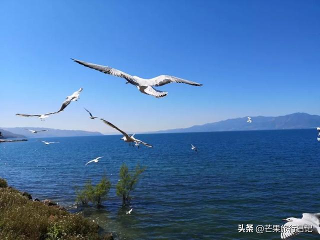 广州到云南,2200元六天自由行抚仙湖详细攻略,包含交通吃饭住宿