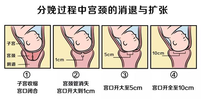 产科医生说的“开7指”，到底是几厘米？
