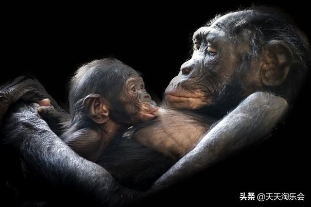 动物世界的母爱，无论孩子是谁妈妈总是这个世界上对宝宝最好的