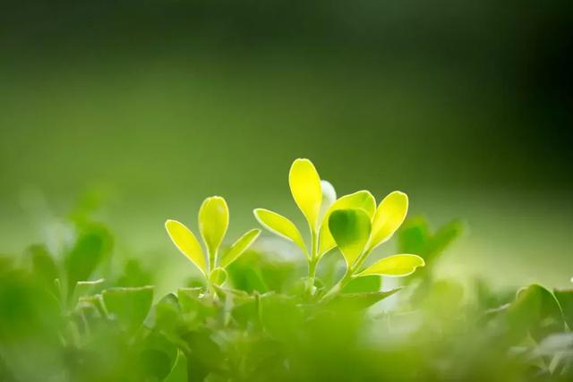 春天里，吃这6种蔬菜，孩子既能长高又能增强免疫力！