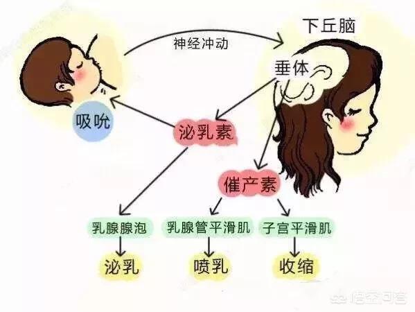 宝宝两个半月，一直奶水都很充足，这两天突然感觉奶水很少，不知道宝宝吃饱了么？