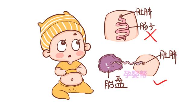 抠肚脐会腹泻，是不是说明肚脐连着肠子？真相是这样，别被忽悠了