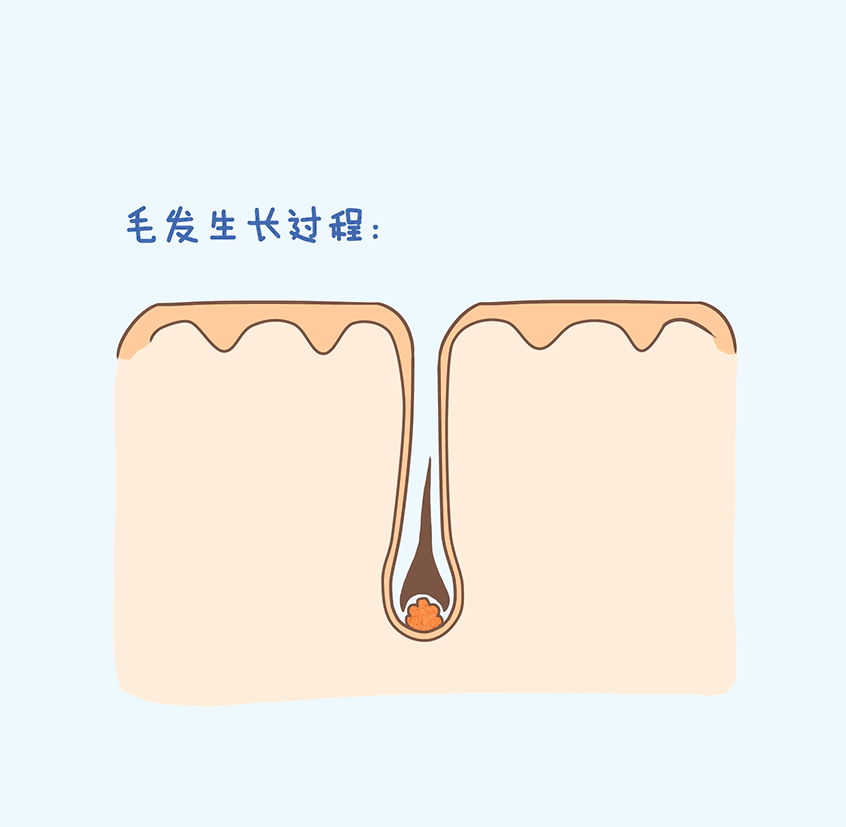 怀孕几个月胎儿开始长头发？