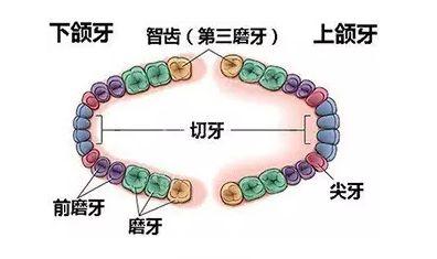 32颗牙齿的人比28颗的要更聪明？