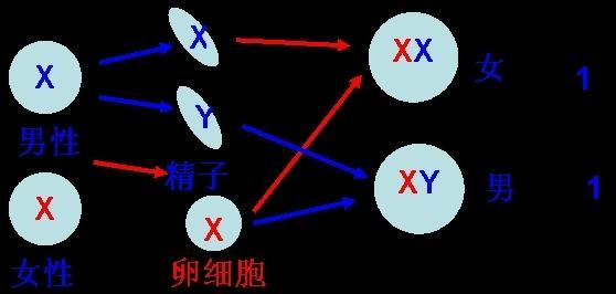 孕产说：在排卵后怀孕，是否会生男孩呢？有什么科学依据吗？