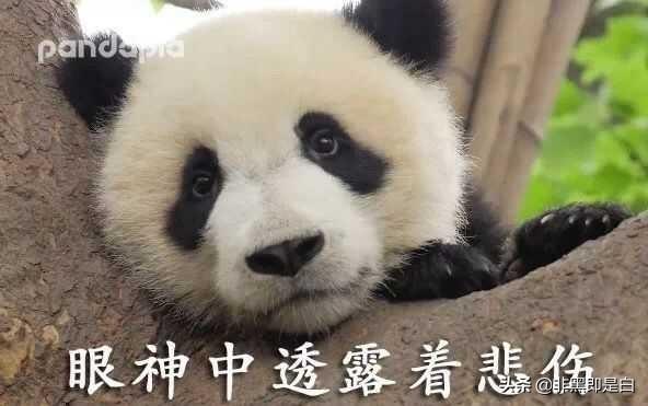 大熊猫基地起名废，奇葩网友脑洞大开：叫熊样或者是熊出没？