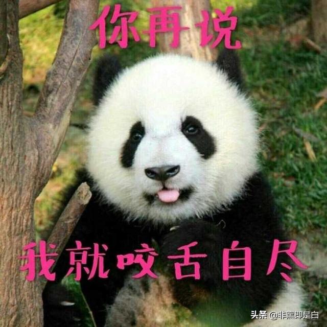 大熊猫基地起名废，奇葩网友脑洞大开：叫熊样或者是熊出没？