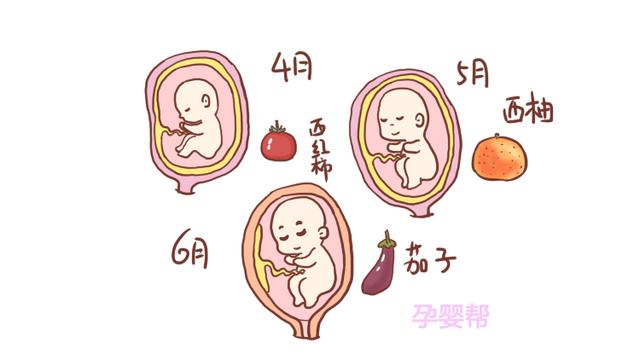 每个月的胎儿，都像什么水果？几张图告诉你，很有趣