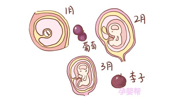 每个月的胎儿，都像什么水果？几张图告诉你，很有趣
