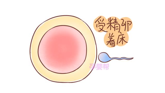 受精卵着床需要十一天，妇产科医生告诉你，整个过程是怎样的