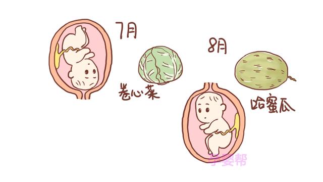 每个月的胎儿，都像什么水果？几张图告诉你，很有趣
