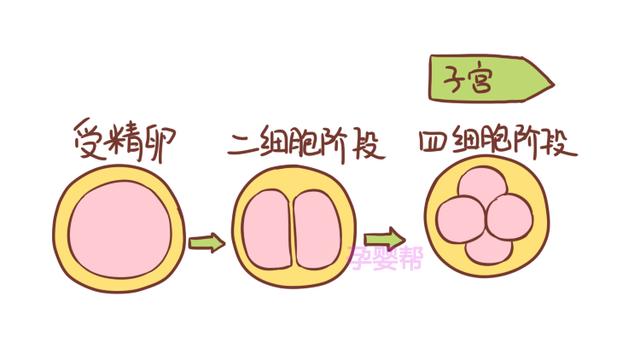 受精卵着床需要十一天，妇产科医生告诉你，整个过程是怎样的