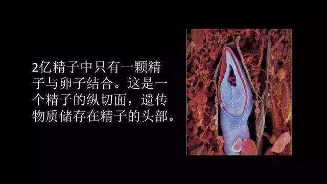 震撼！宝宝在子宫里最真实的照片曝光，我们每个人都是这么来的～