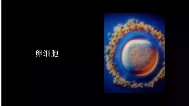震撼！宝宝在子宫里最真实的照片曝光，我们每个人都是这么来的～