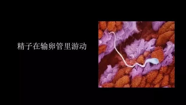 震撼！宝宝在子宫里最真实的照片曝光，我们每个人都是这么来的～