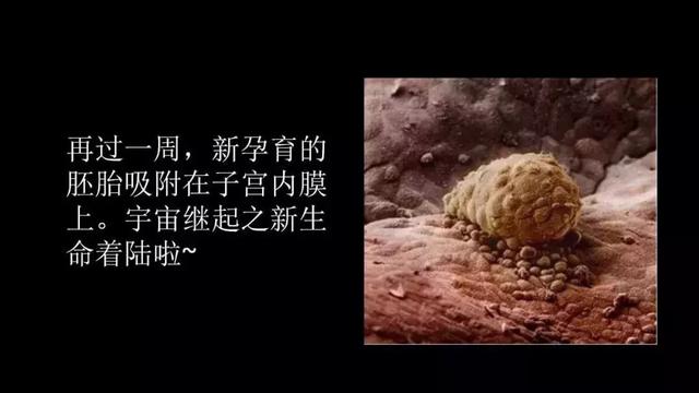 震撼！宝宝在子宫里最真实的照片曝光，我们每个人都是这么来的～