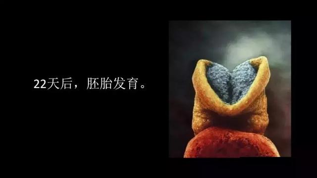 震撼！宝宝在子宫里最真实的照片曝光，我们每个人都是这么来的～