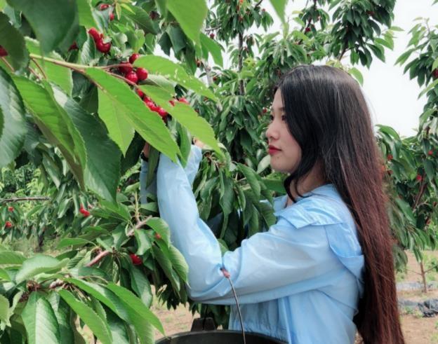 怀孕后，可以放心吃樱桃吗？孕妇避开这一点，对胎儿发育好！