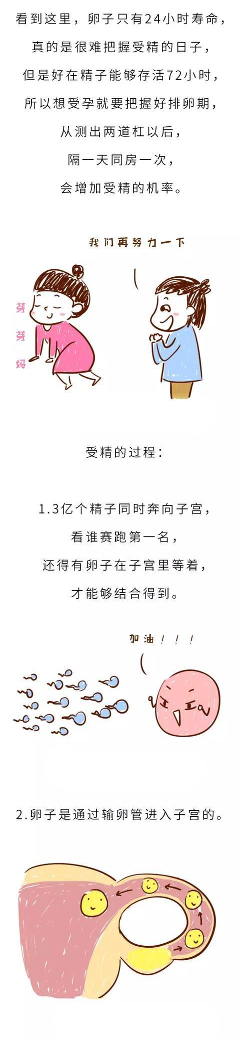 胎儿性别是受精那一刻就决定了，还是后来才决定的呢？