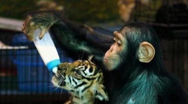 猩猩给老虎喂奶，饲养员看到后决定收它为徒
