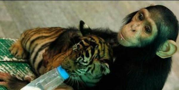 猩猩给老虎喂奶，饲养员看到后决定收它为徒