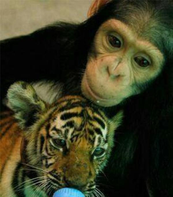 猩猩给老虎喂奶，饲养员看到后决定收它为徒